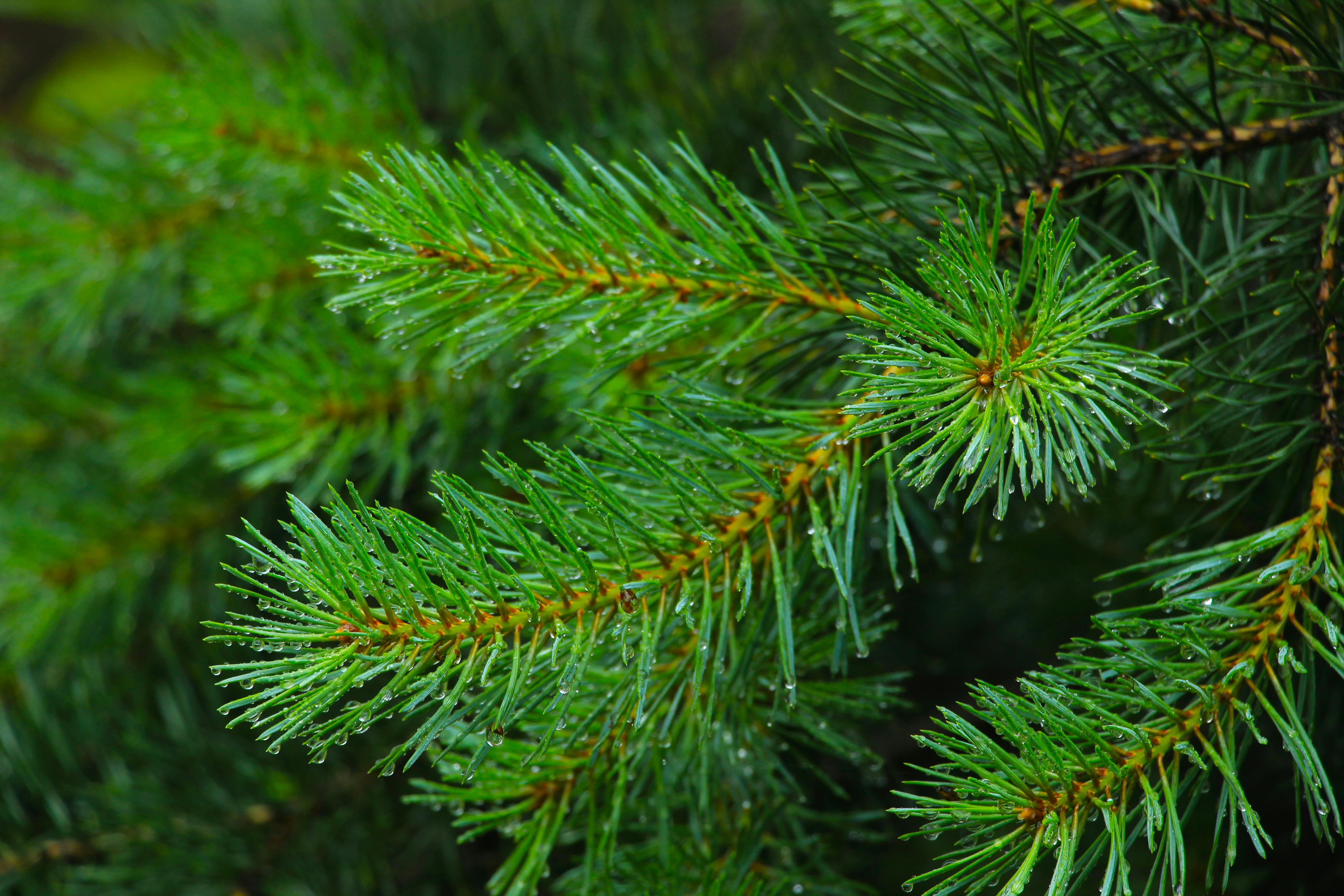 Pine Needles