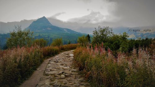 Immagine gratuita di alberi, bellezza nella natura, cespugli