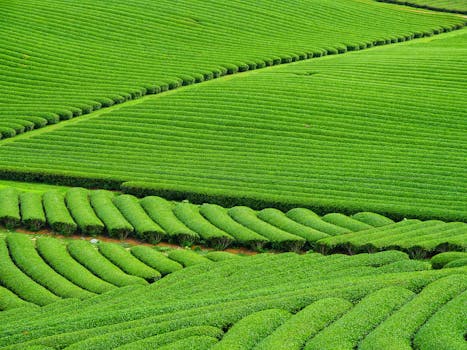 郁郁葱葱的绿茶田，在户外乡村景观中形成了迷人的抽象图案