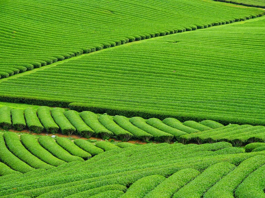 Matcha cake with green tea powder