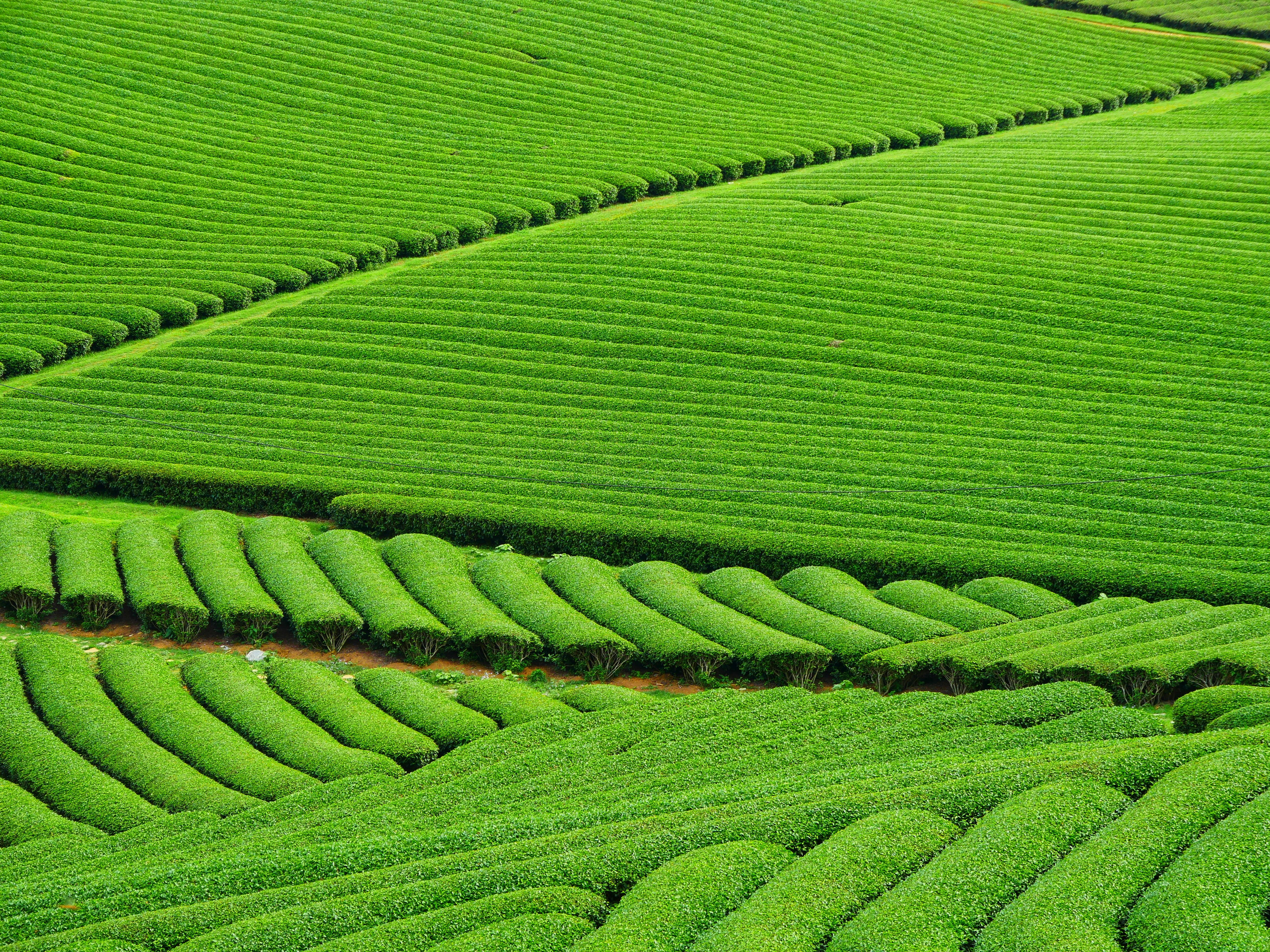 Foto de stock gratuita sobre agricultura, campo, campos de cultivo