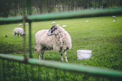 Free White Sheep on Grass Field Stock Photo
