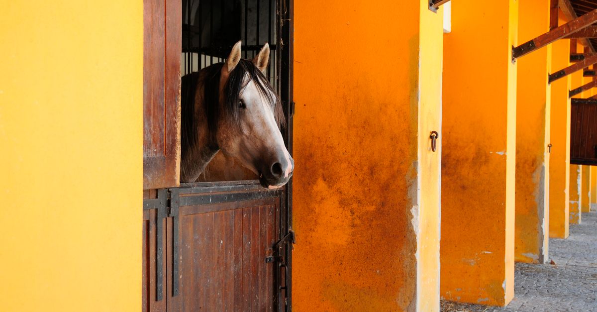 A chestnut horse peeks out of a rustic stable in Alter do Chão, Portugal.
