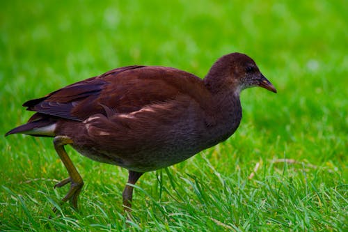 Foto stok gratis bangsa burung, bebek, biliar