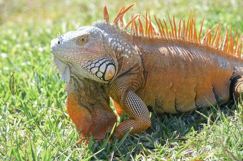 Free Close-up of a green iguana basking in the sun on grass in Miami, FL, USA. Stock Photo