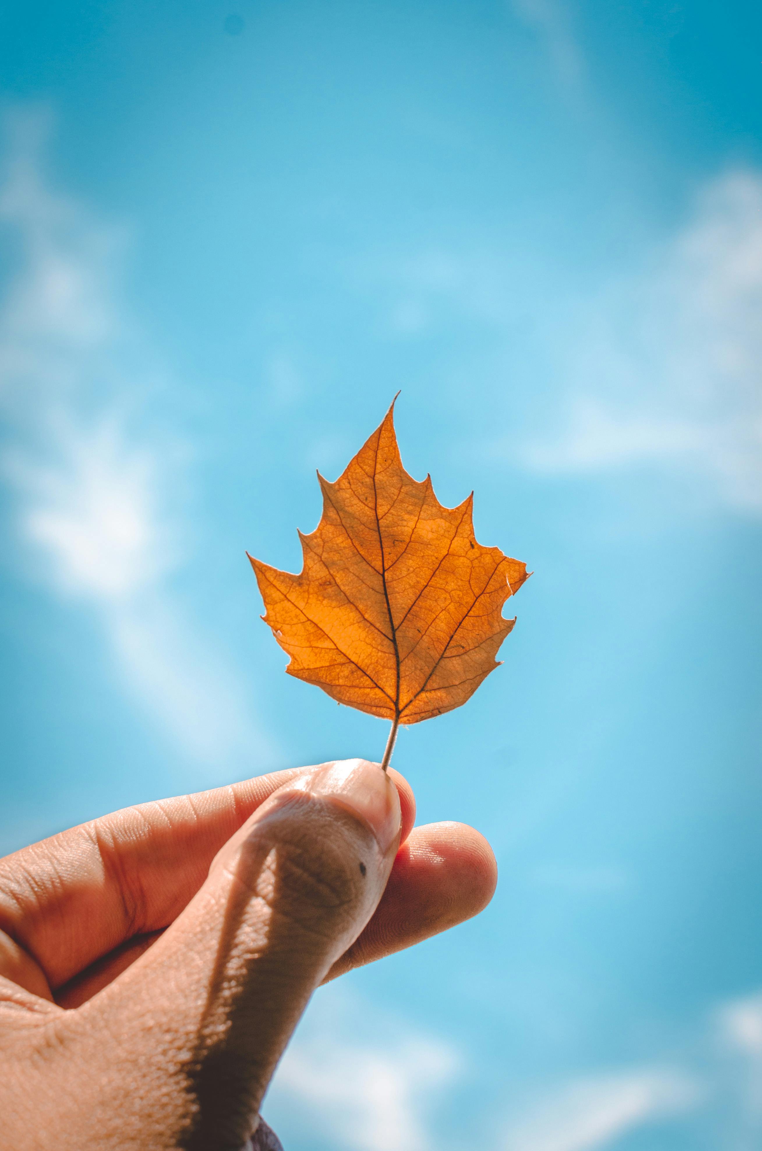 Autumn Photos, Download The BEST Free Autumn Stock Photos & HD Images