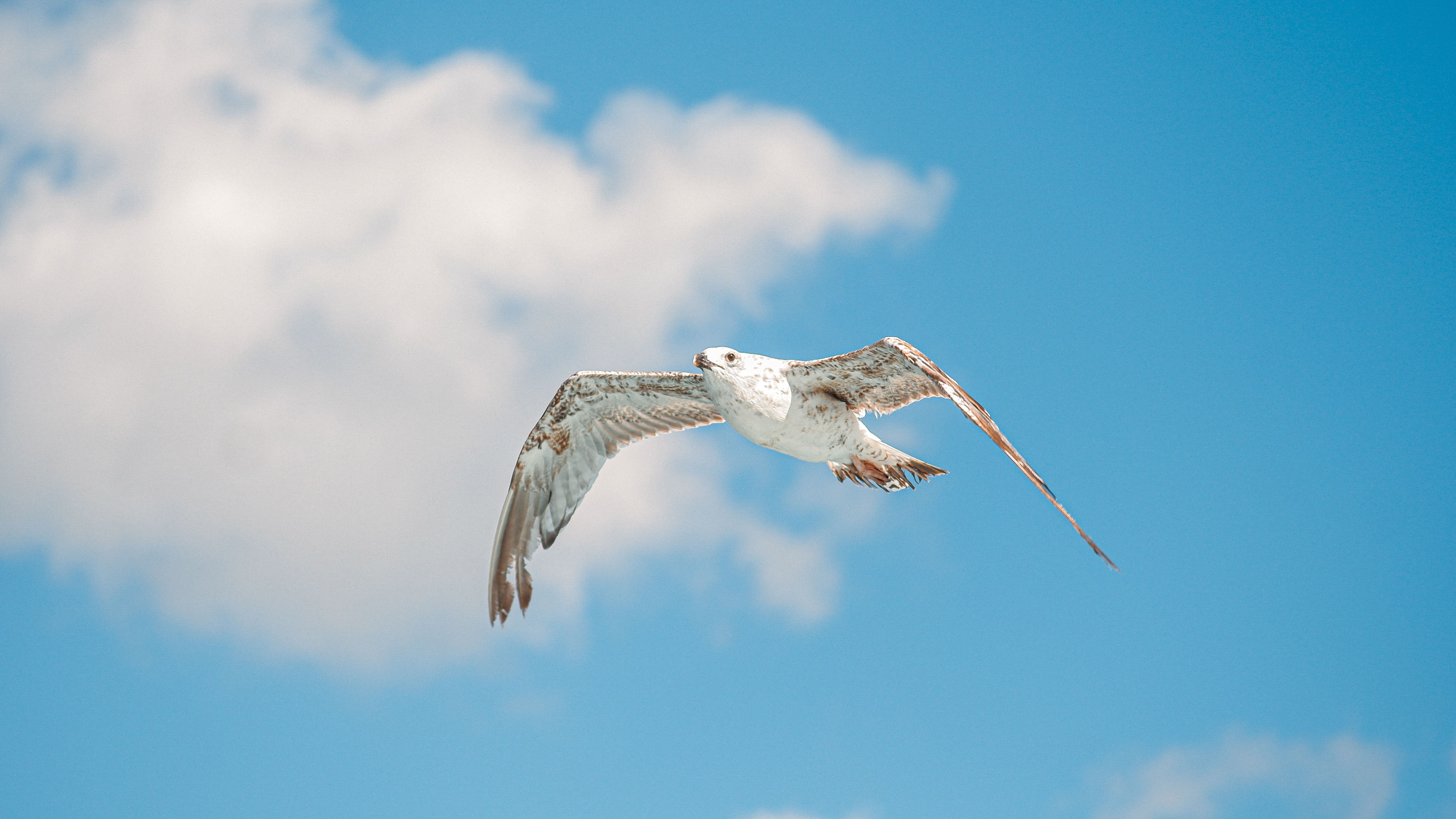 A seagull gracefully flies against a blue sky with soft clouds on a bright summer day.