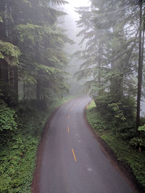 A tranquil winding road through a foggy forest, surrounded by lush green trees and mist.