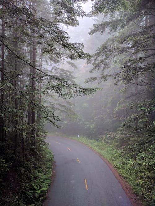 бесплатная Пустая асфальтовая дорога между деревьями Стоковое фото