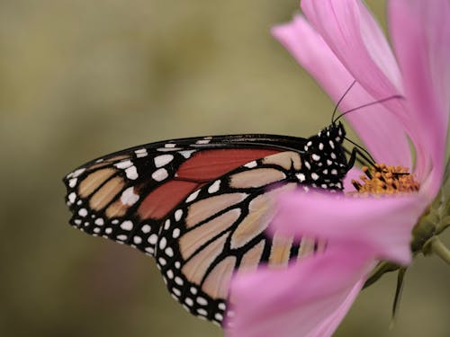 Free stock photo of butterfly, flower, monarch butterfly