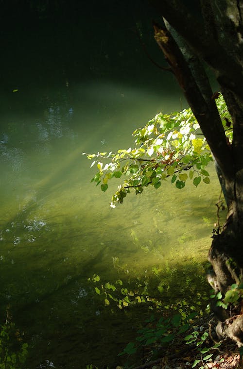 A tree with leaves and a green leaf