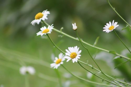 Free daisy Stock Photo