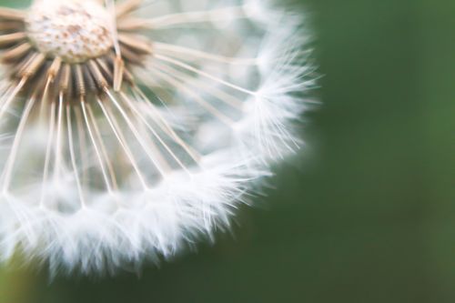 Free dandelion Stock Photo