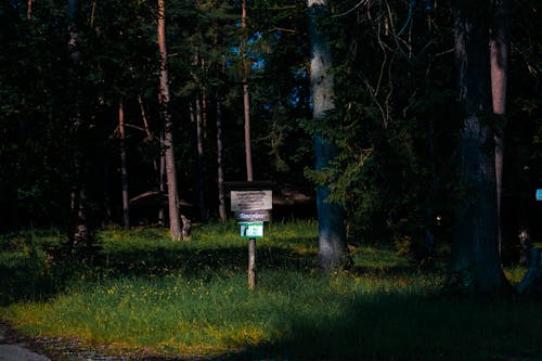 Darmowe zdjęcie z galerii z brązowe pole, drzewa lasy, jasny