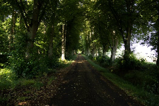 Discover the tranquility of a lush forest path bathed in summer sunlight, offering a peaceful escape into nature.