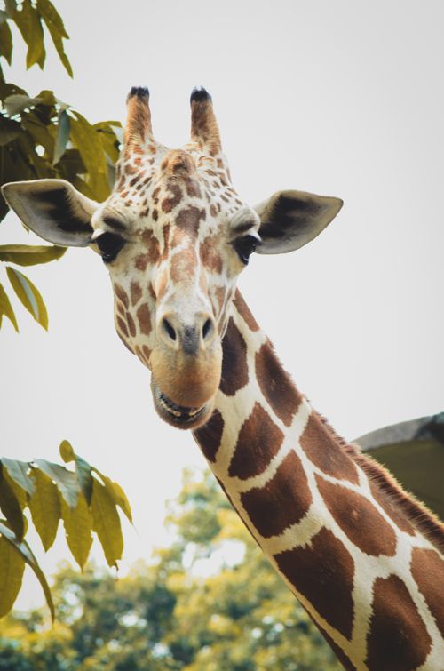 Free Close-up of a giraffe's head in a natural setting, showcasing unique patterns. Stock Photo