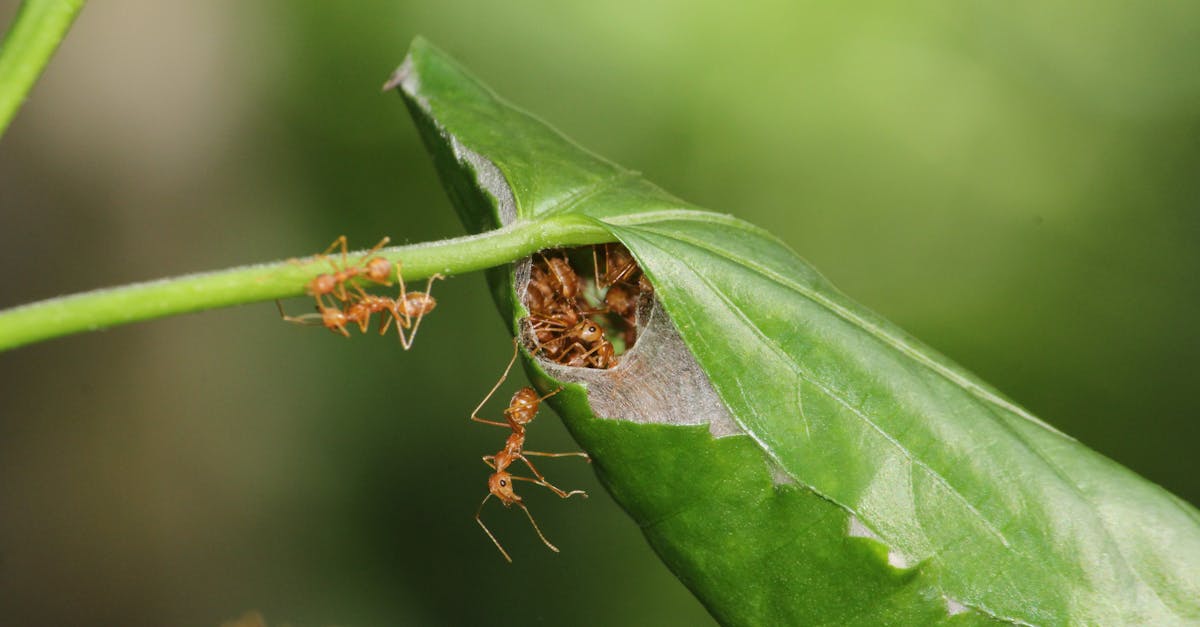 Ants Building Nest in Leaf