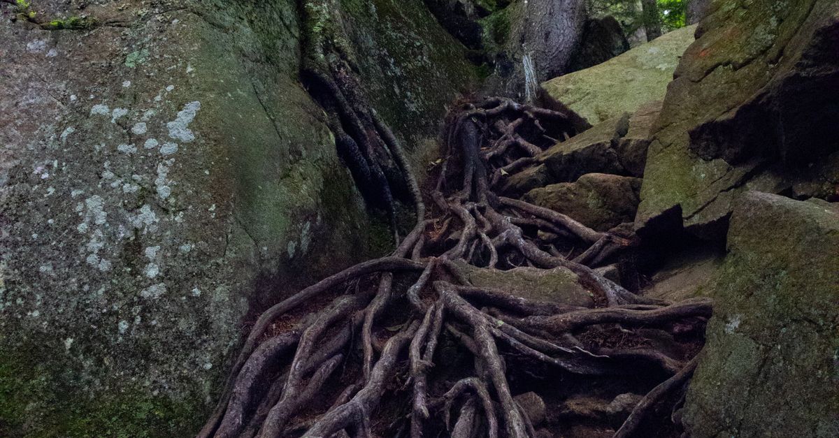 Forrest Roots Roots of Trees in Forest · Free Stock Photo