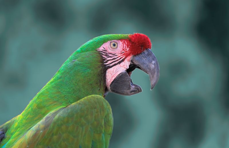 Green Parrot Yucatan