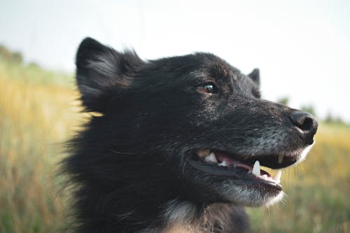 Close-Up Photo Of Dog