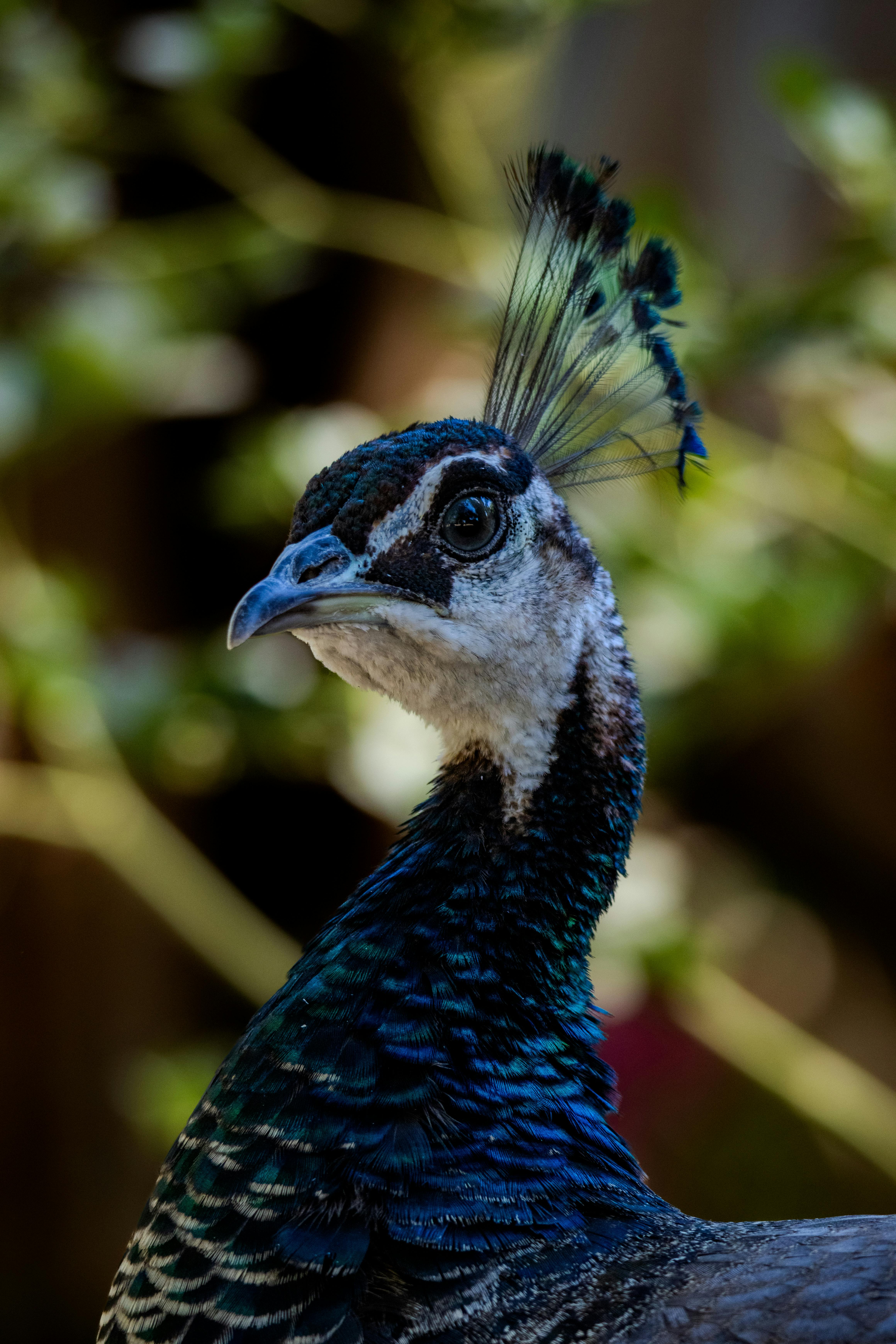 portrait of peacock in jungle