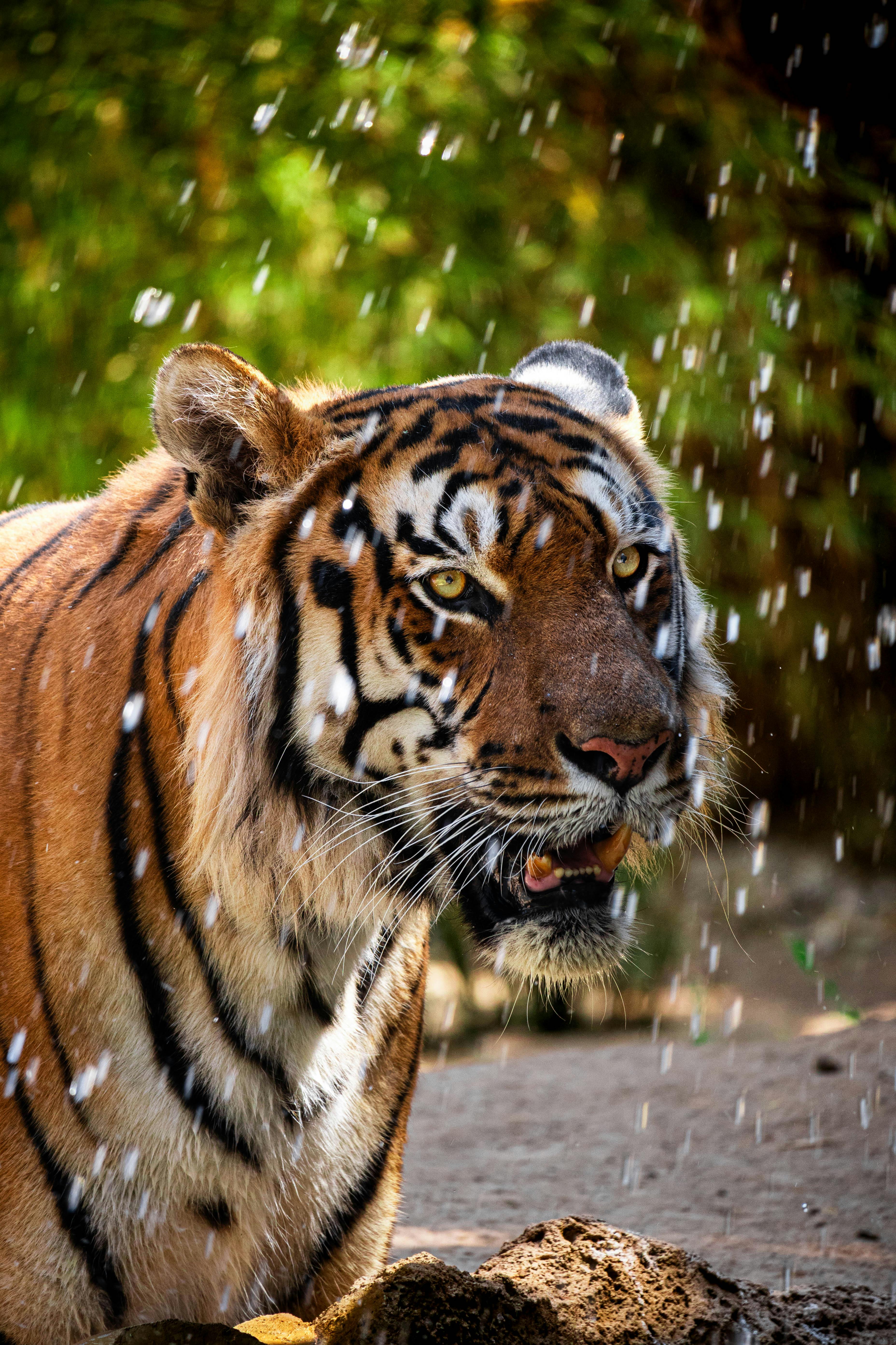 Angry Tiger on Ground · Free Stock Photo, image size:3712x5568