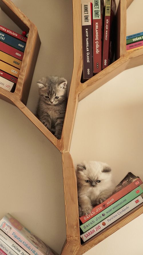 Free Two cute kittens nestled among books on a creatively designed bookshelf. Stock Photo