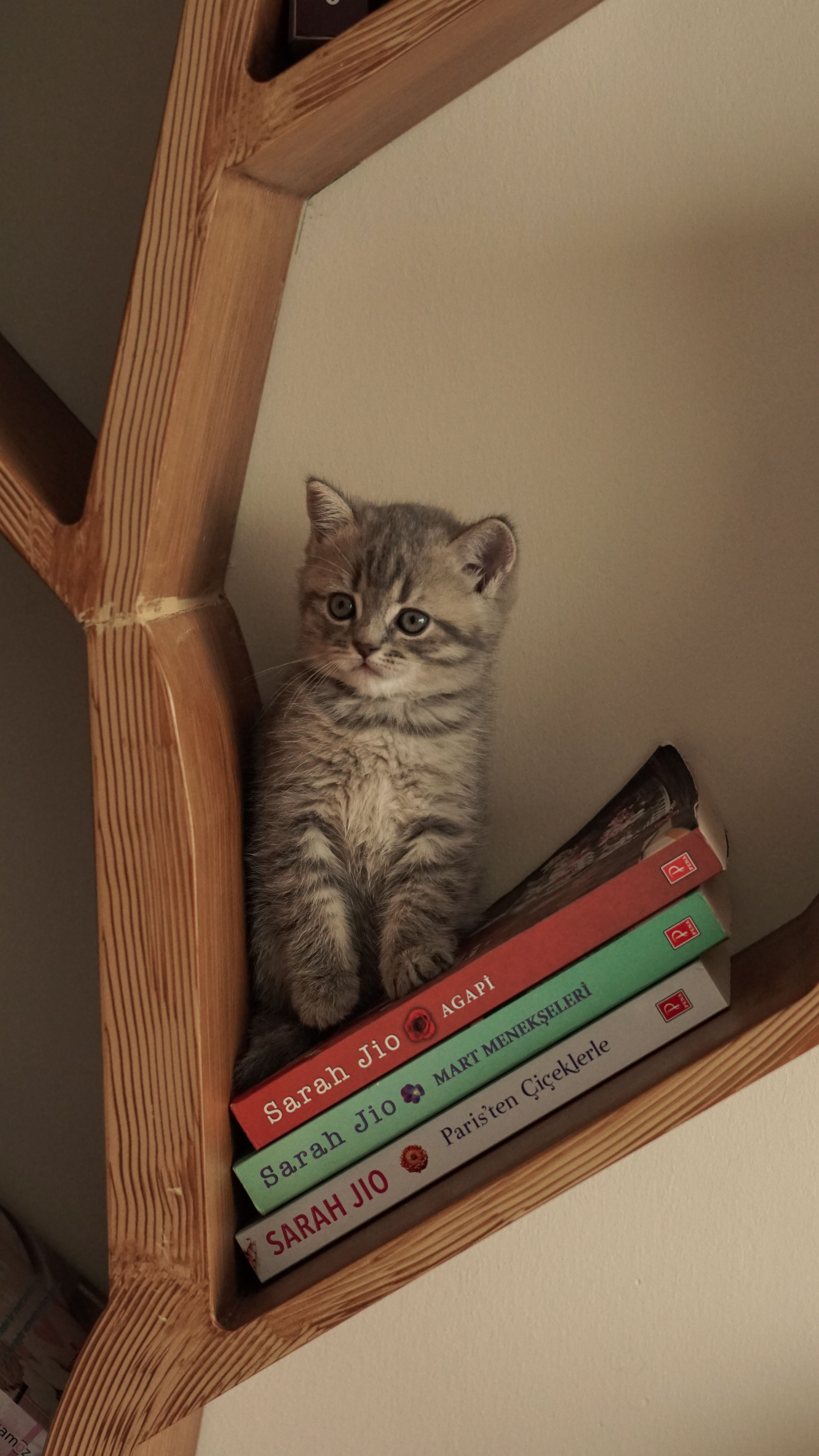 Cute kitten perched on a bookshelf with stacked books, creating a cozy indoor scene.