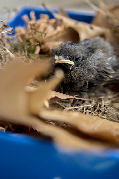 Základová fotografie zdarma na téma chochol, hezký, milovník zvířat