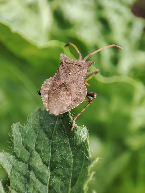 Ingyenes stockfotó állat, antenna, beetle témában