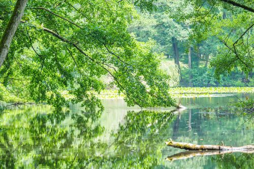 Free A peaceful scene of lush green trees reflecting on a serene lake in a deep forest. Stock Photo