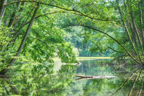 Free Calm lake reflecting vibrant green trees, offering a tranquil nature scene. Stock Photo