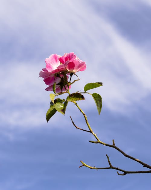 Základová fotografie zdarma na téma barva, flóra, jasný