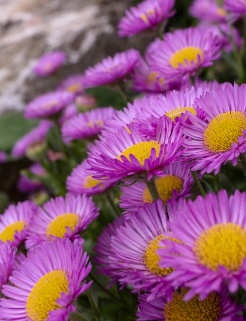 Základová fotografie zdarma na téma barva, botanický, divoký