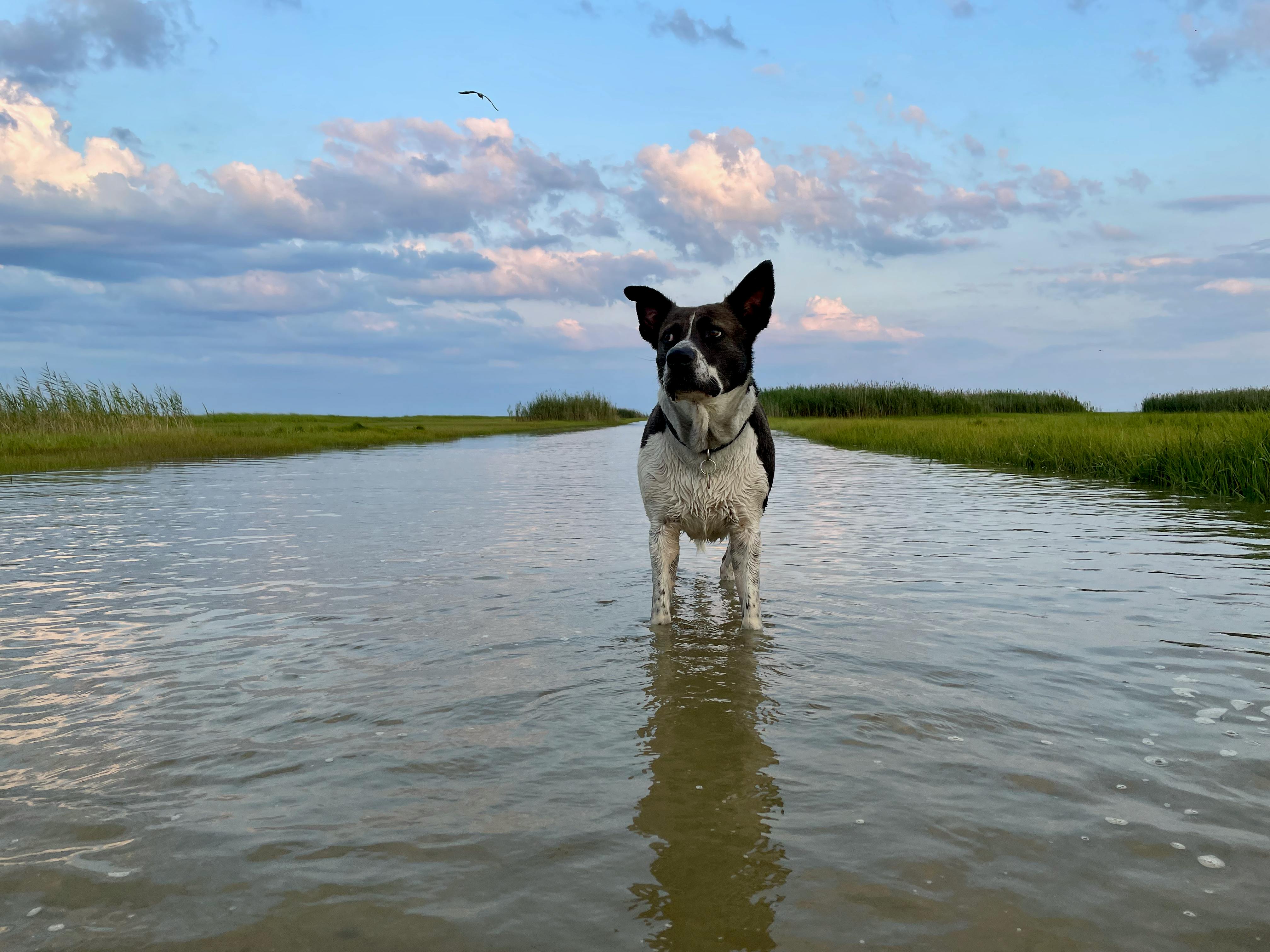 A Dog Standing in Shallow Water