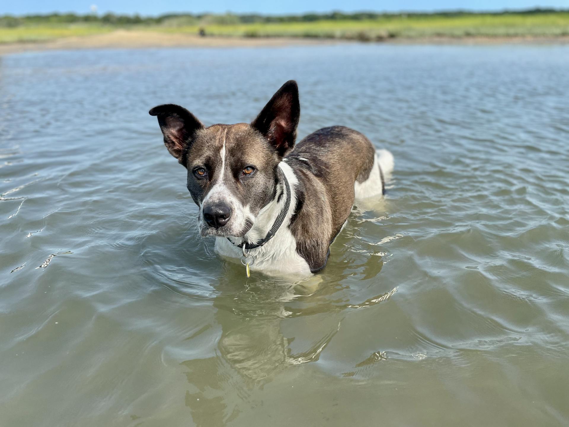 A Dog Standing in a Body of Water