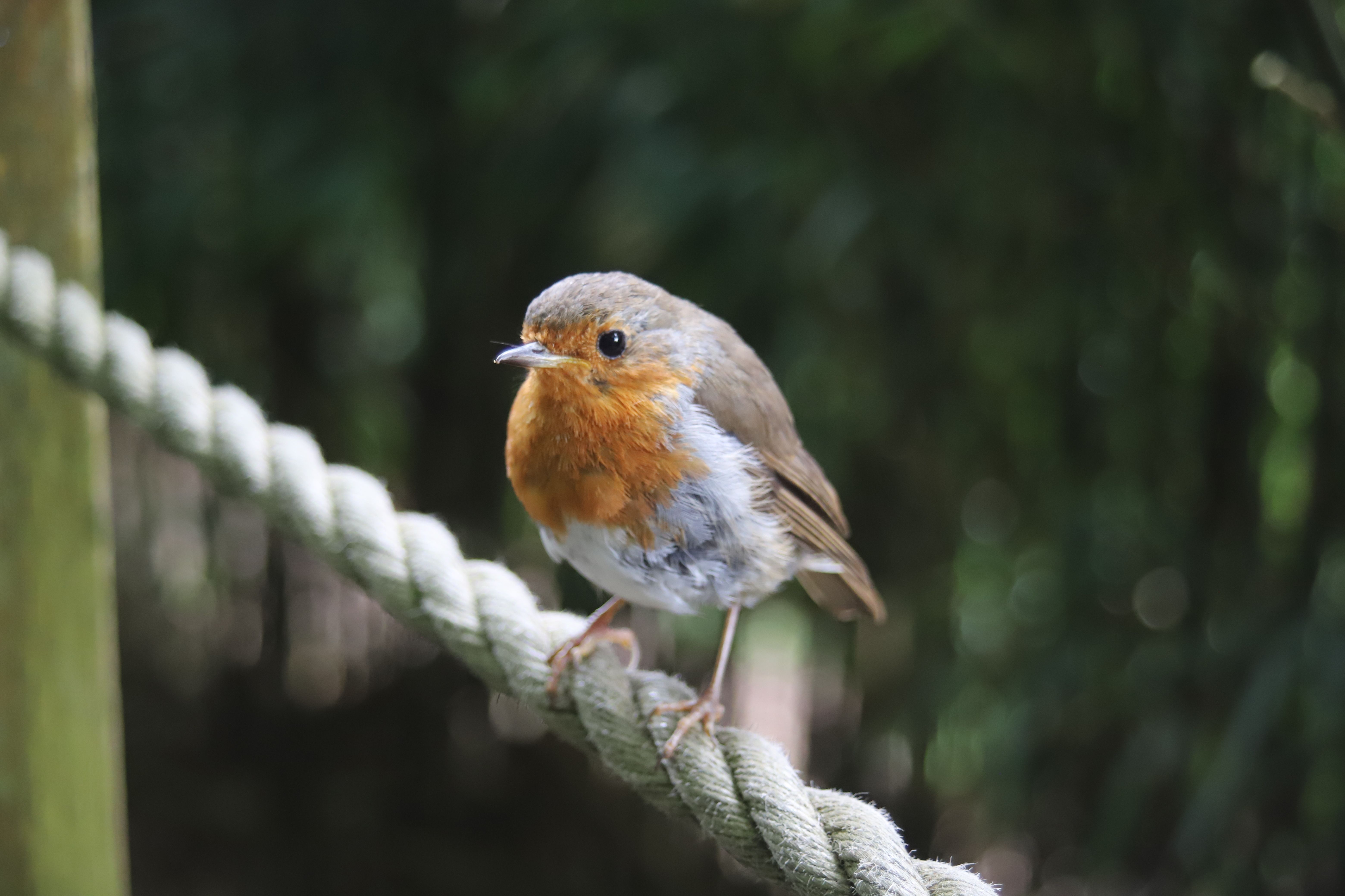 Close-up of a Robin Perched on a Rope · Free Stock Photo