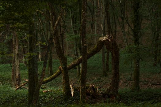A serene snapshot of a dense forest with a notable broken tree, showcasing nature's tranquility and mystery.