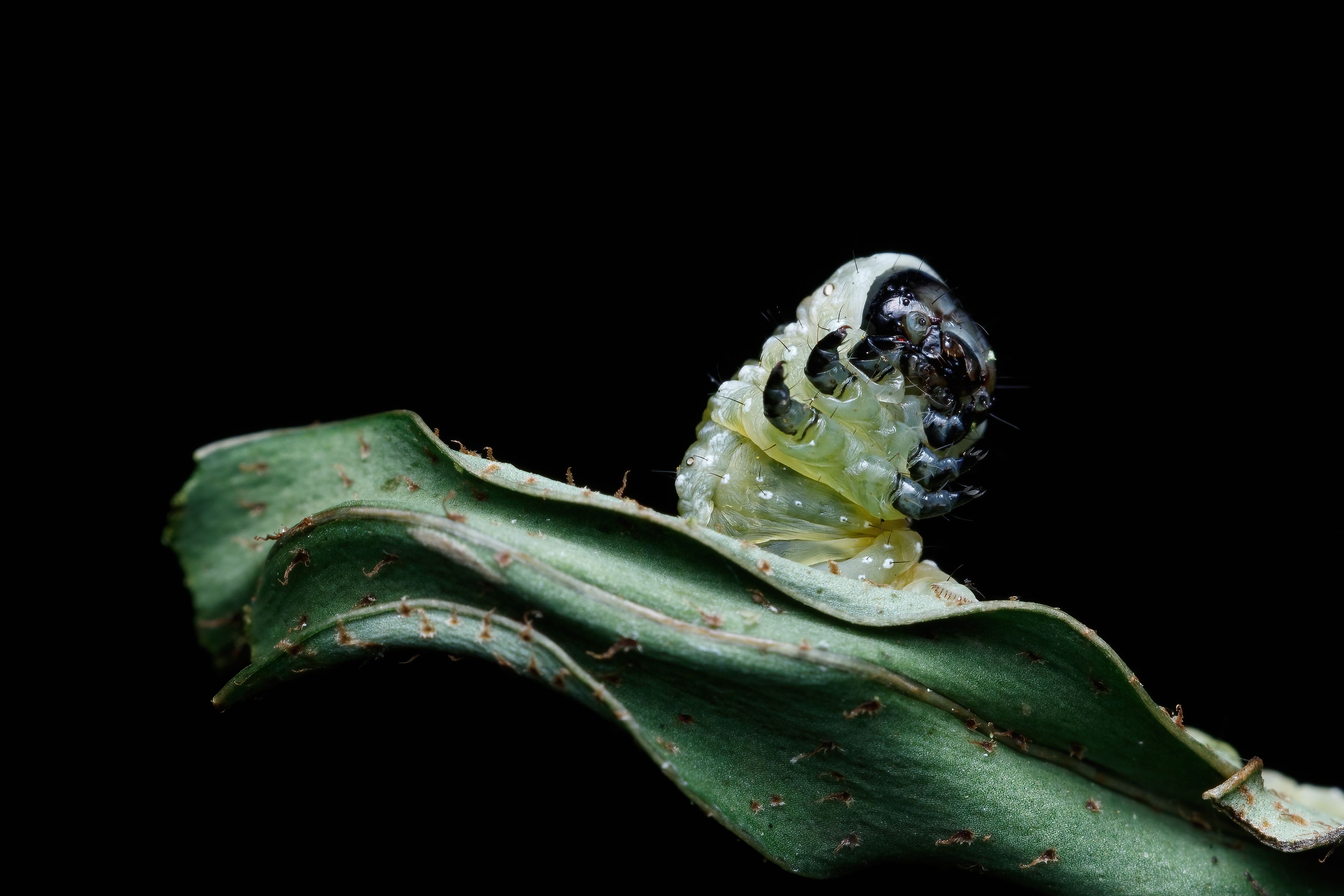 A caterpillar is sitting on a leaf · Free Stock Photo