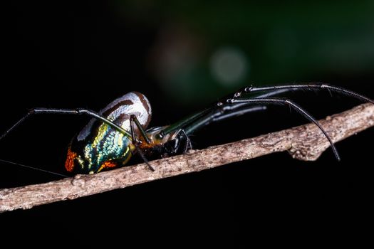 Leucauge Argyra Spider on Stick