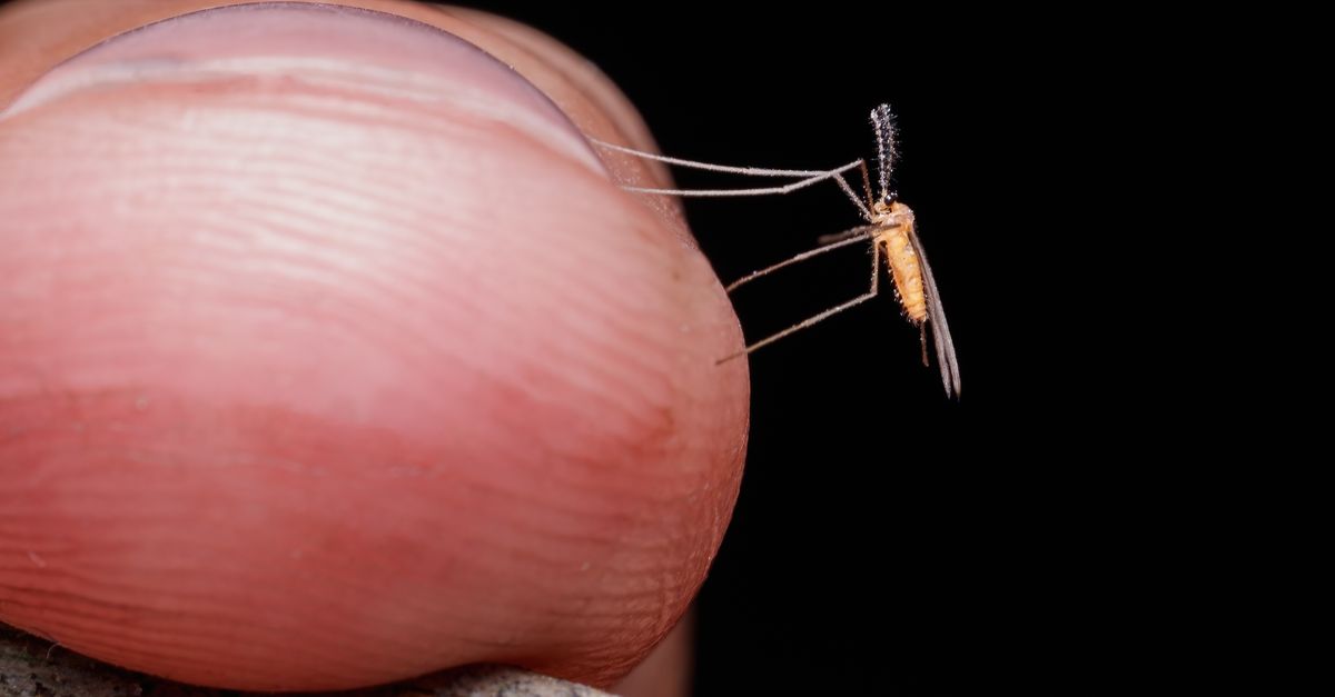 tiger mosquitoes
