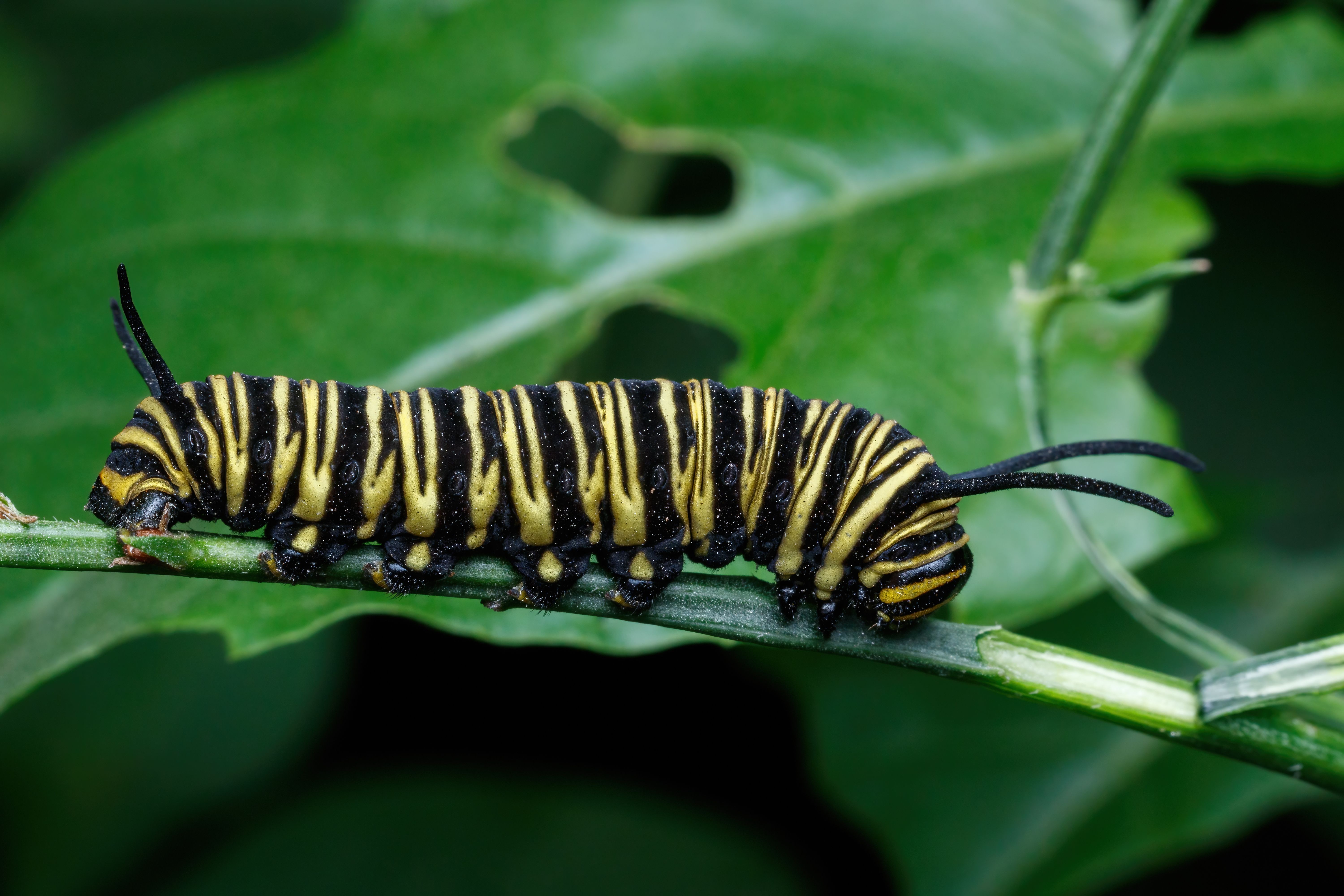 A monarch butterfly is sitting on a leaf · Free Stock Photo