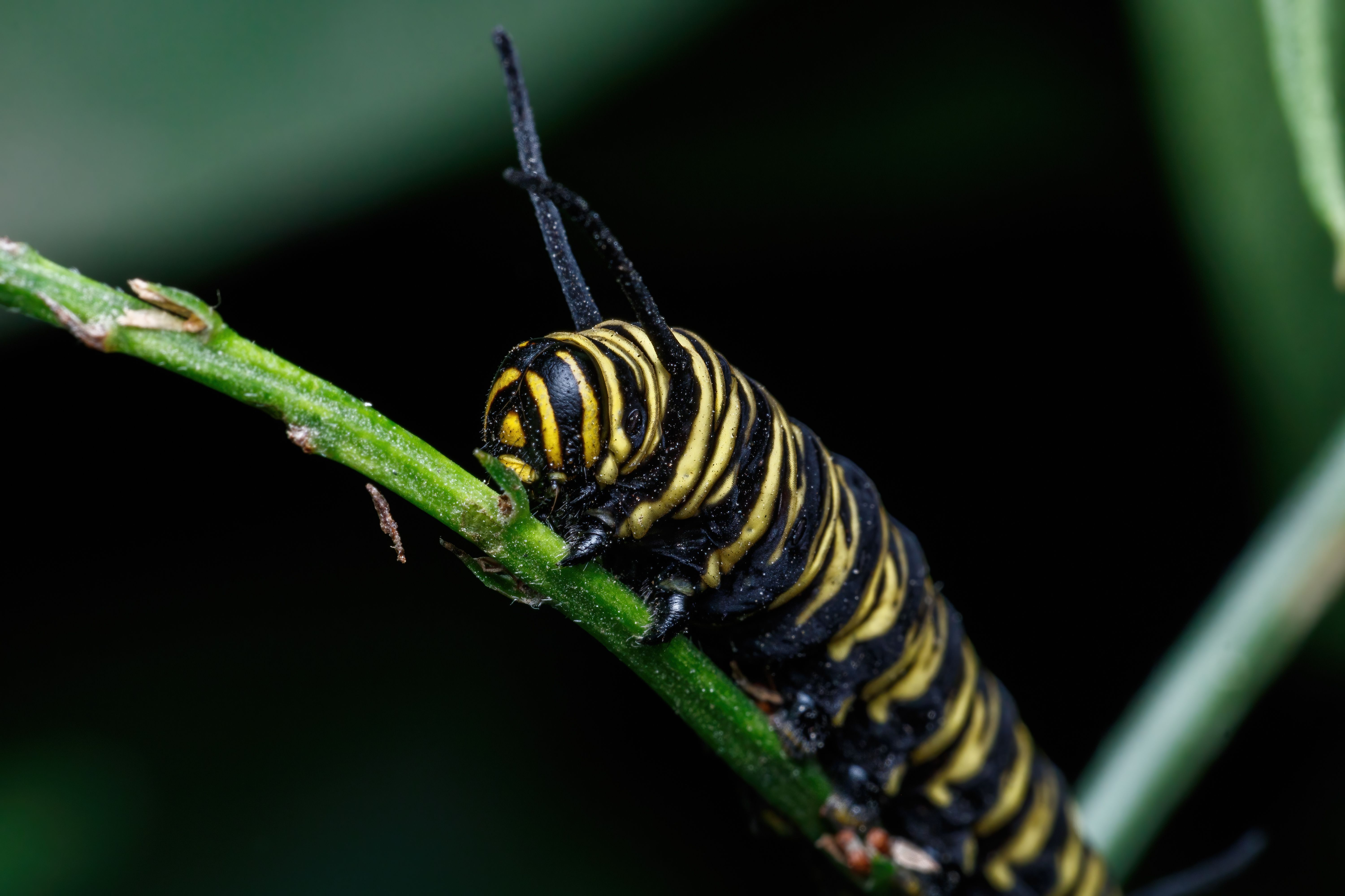 Brown Caterpillar Close-up Photography · Free Stock Photo
