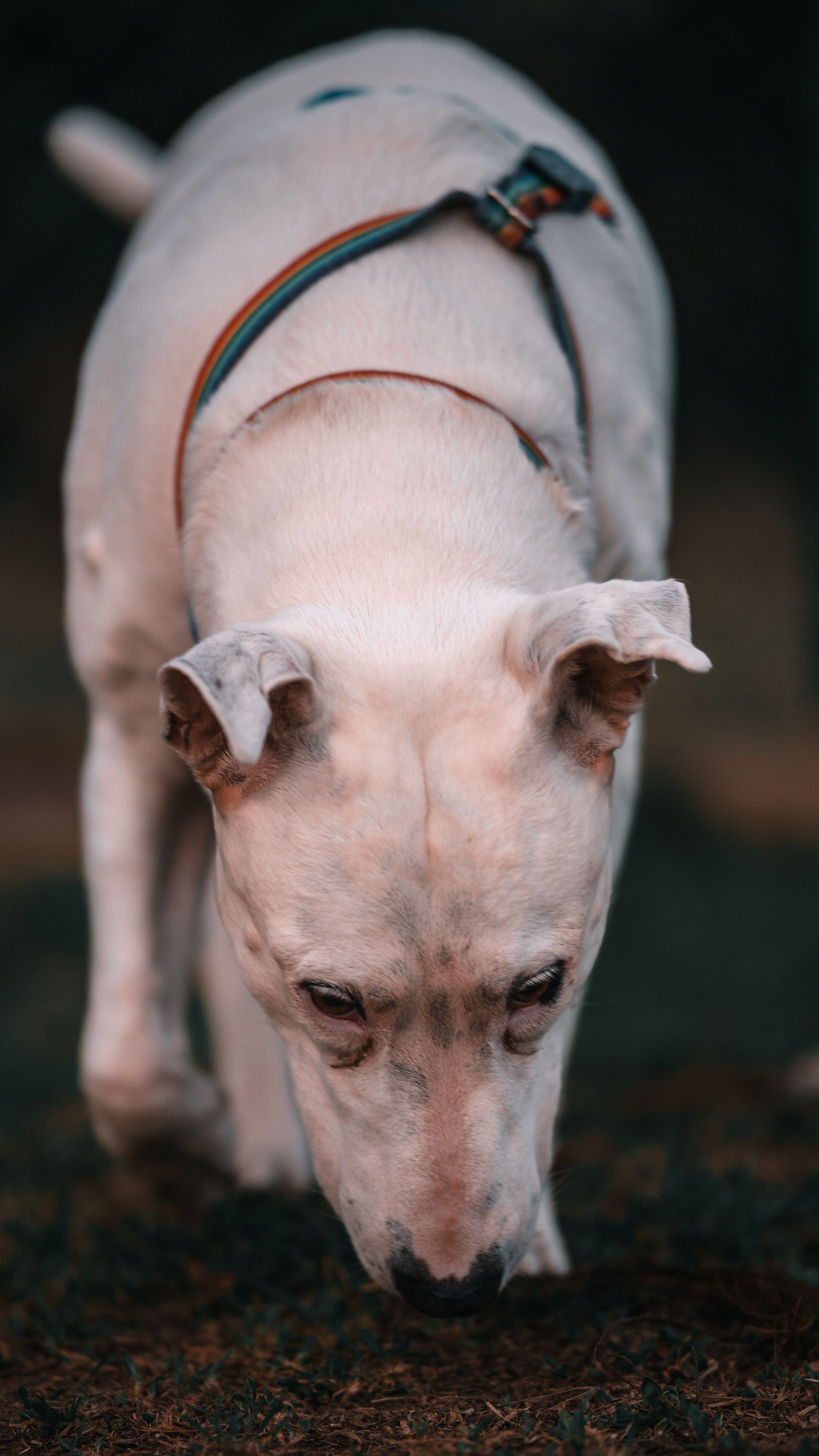 Denkspiele für Hunde: 12 Spiele mit 3 Schwierigkeitsstufen