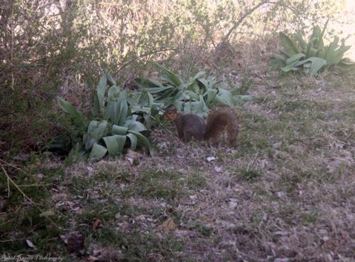 Free Squirrel Stock Photo