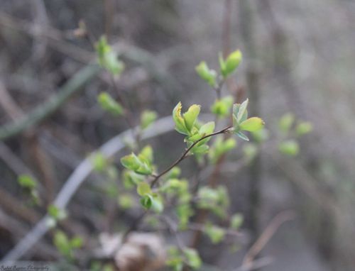 Free Plant Stock Photo