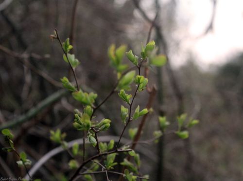 Free Plant Stock Photo