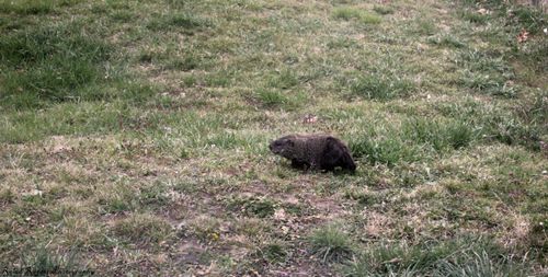 Free Groundhog Stock Photo
