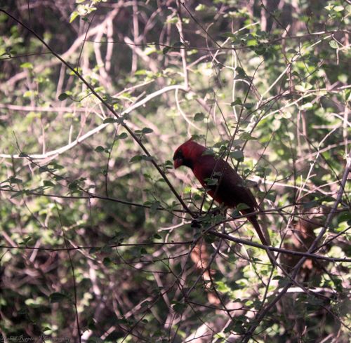 Free Cardinal Stock Photo