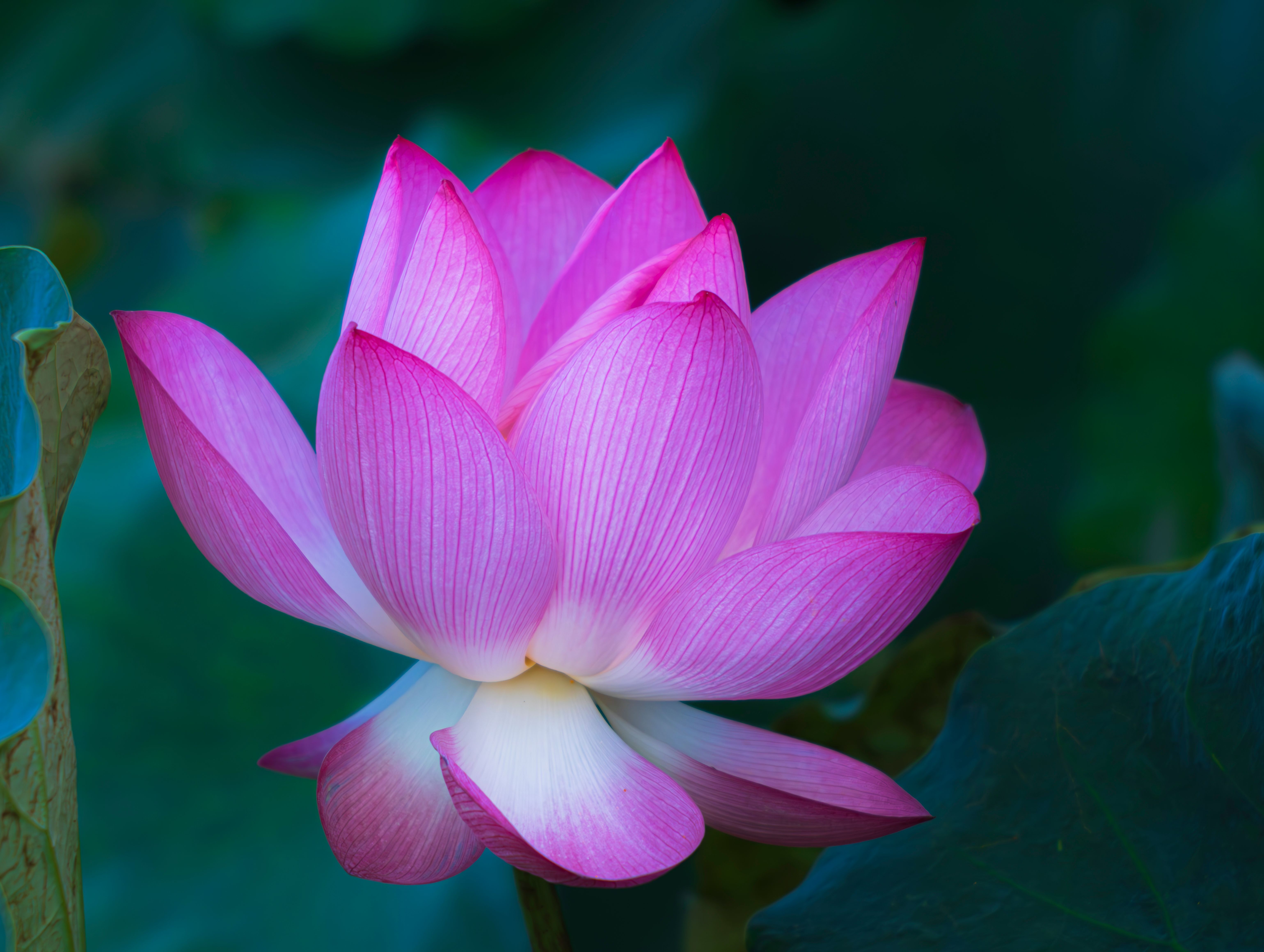 Close-up of a blooming pink lotus flower with lush green foliage.